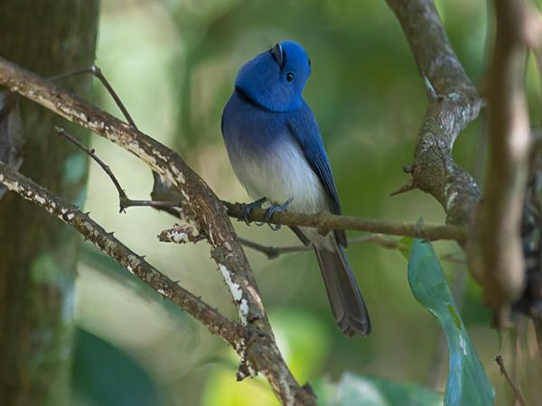 <h3><a href="/trips/srilanka/biota/animalia/chordata/aves/040 passeriformes/053 monarchidae/hypothymis azurea/hypothymis azurea-nl.html">Hypothymis&nbsp;azurea</a> / Black‑naped&nbsp;monarch / Zwartnekmonarch</h3>NIKON D500 met AF-S Nikkor 300mm f/2.8G IF-ED VR II, 1/200 sec  bij F2.8, ISO 400, afstand 5.96&nbsp;m